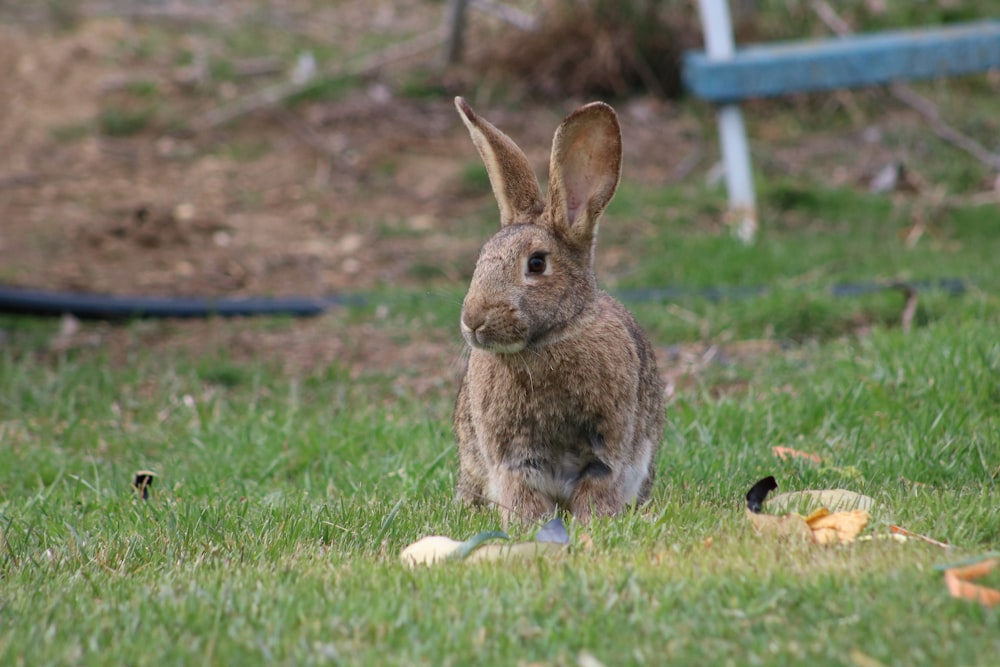 brown rabbit