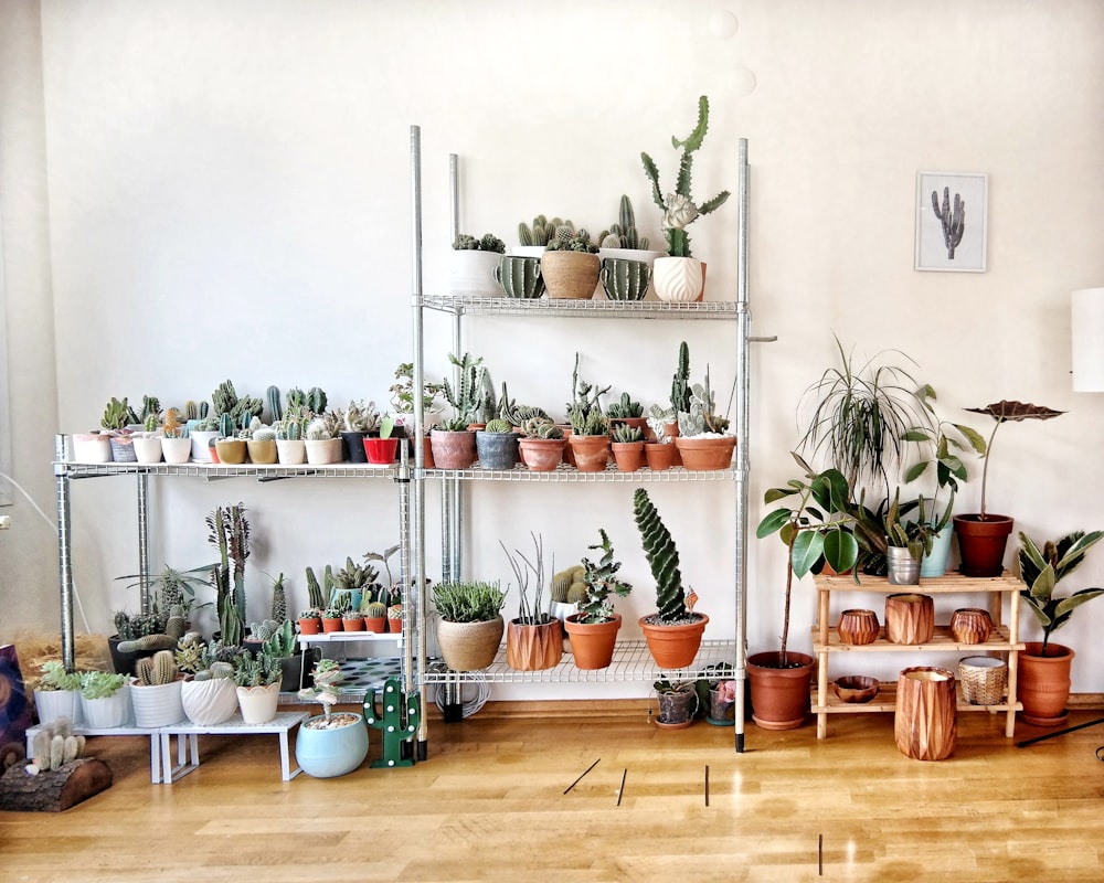 tas de plantes de cactus devant le mur blanc
