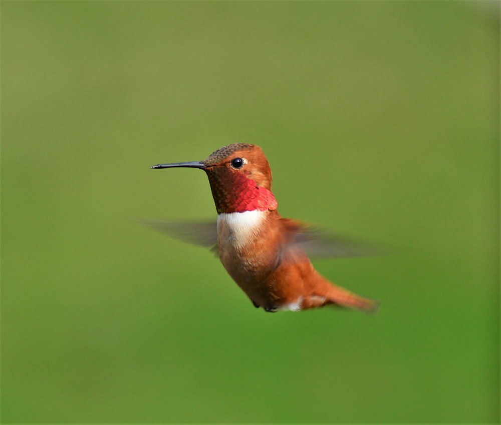 pássaro marrom e vermelho voando