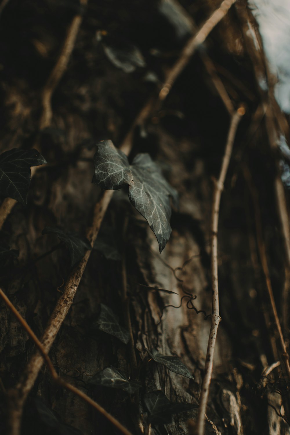 selective focus photo of leaf