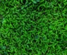 green leaf plant