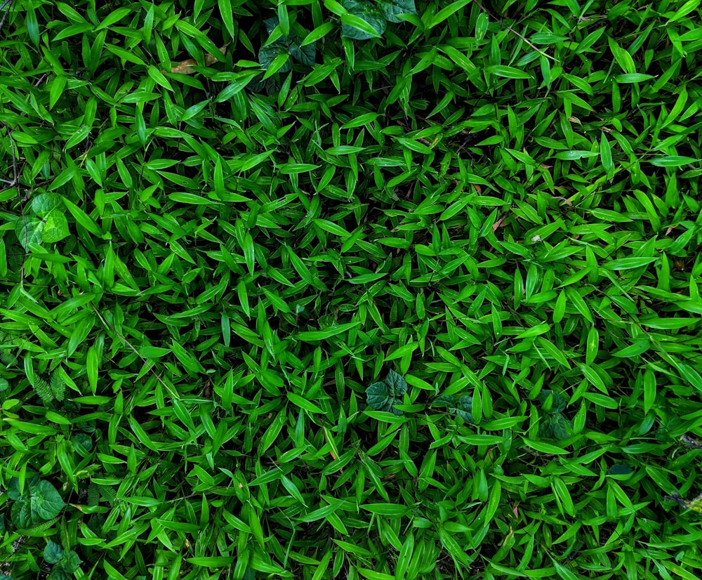 Cỏ xanh là một trong những dấu hiệu rõ ràng nhất của mùa xuân và mang lại cảm giác tự nhiên và tươi mới cho mọi người. Xem hình ảnh về cỏ xanh để được nhìn thấy vẻ đẹp tuyệt vời của thiên nhiên.