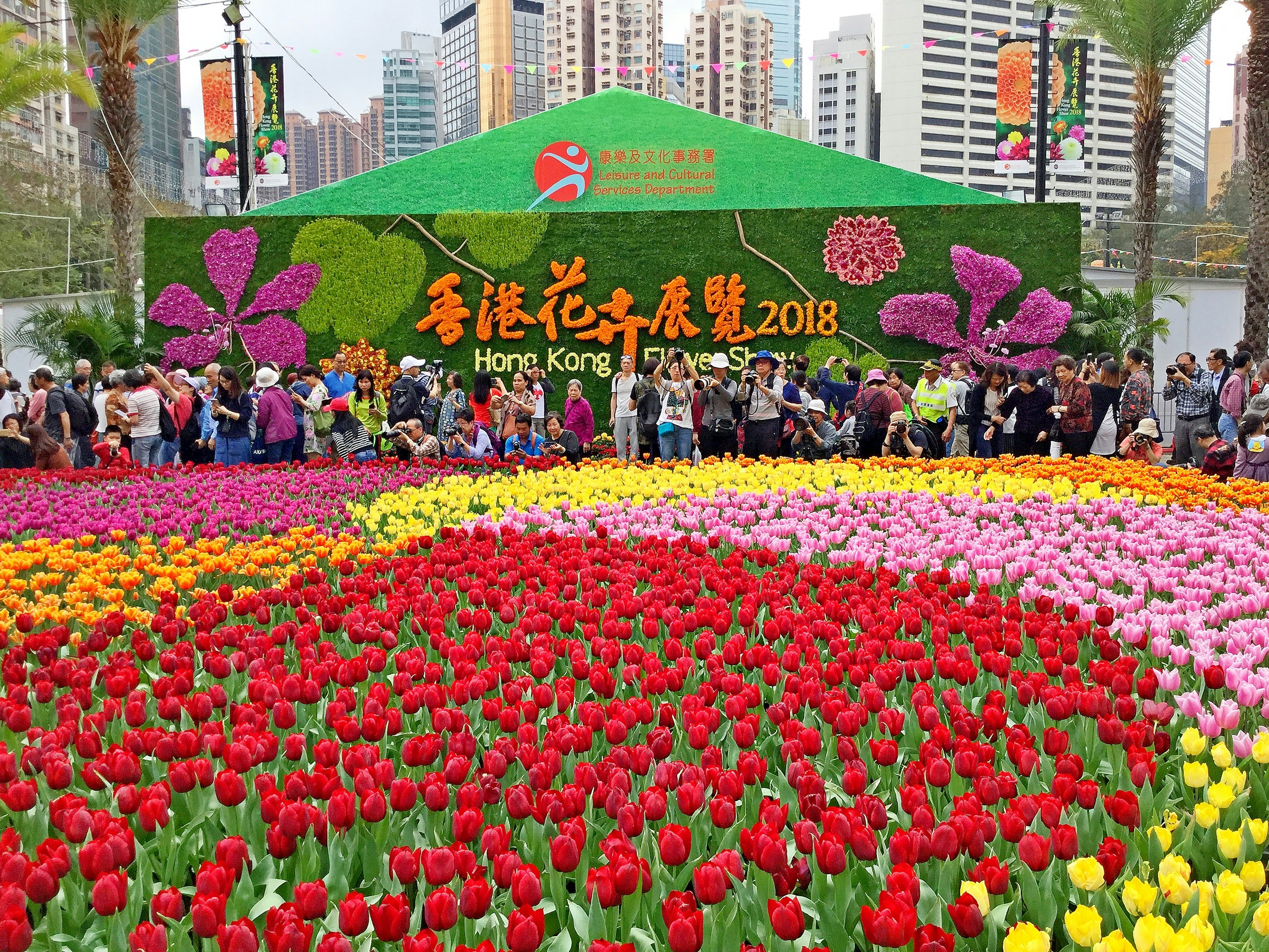 meadow of flowers