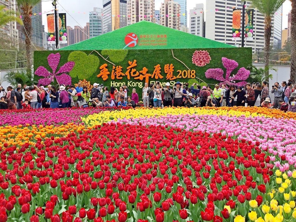 meadow of flowers