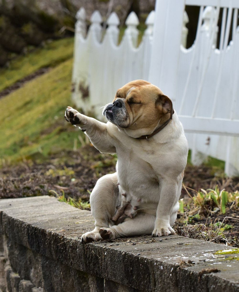 short-coated tan dog sitting near white wooden fence