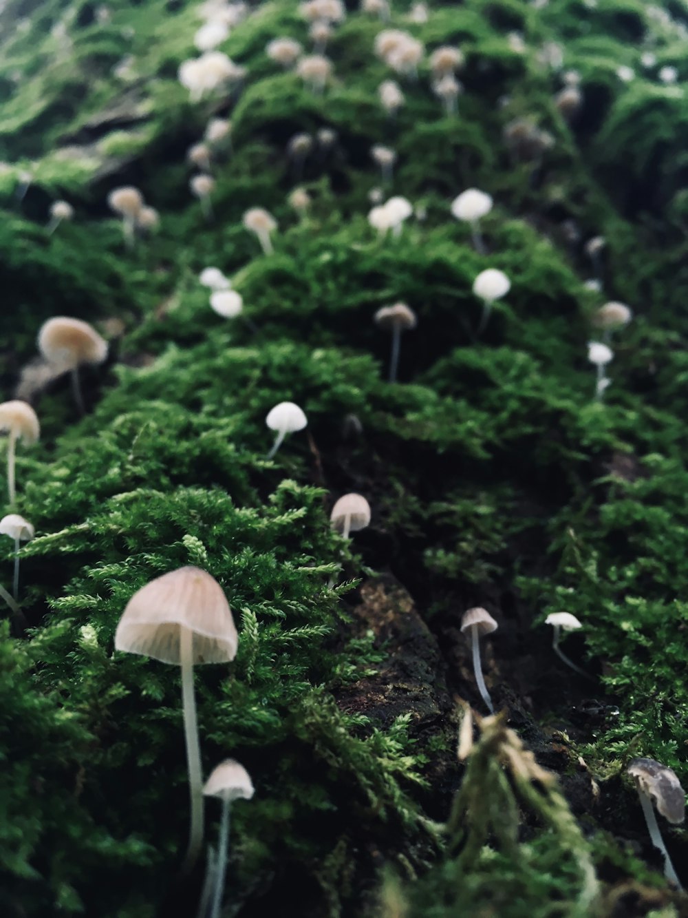mushrooms on tree slab