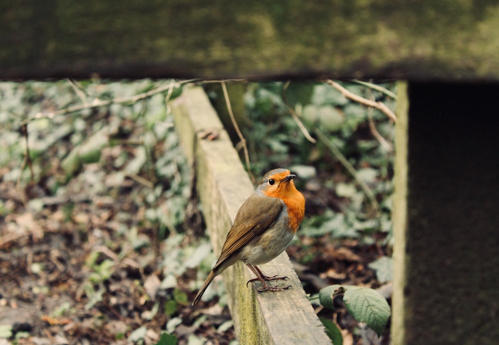 focus photography of black and orange bird on beam