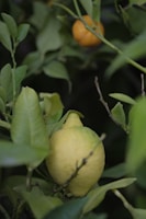 A lemon hanging from a branch surrounded by lush green leaves, with a blurred orange fruit in the background.