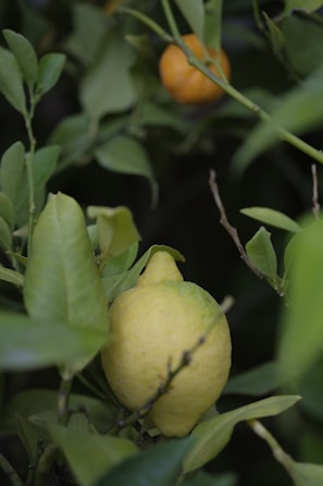 A lemon hanging from a branch surrounded by lush green leaves, with a blurred orange fruit in the background.
