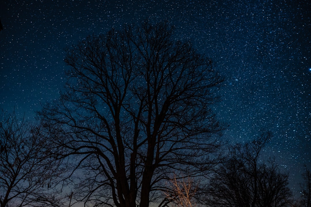 low angle photography of bare trees