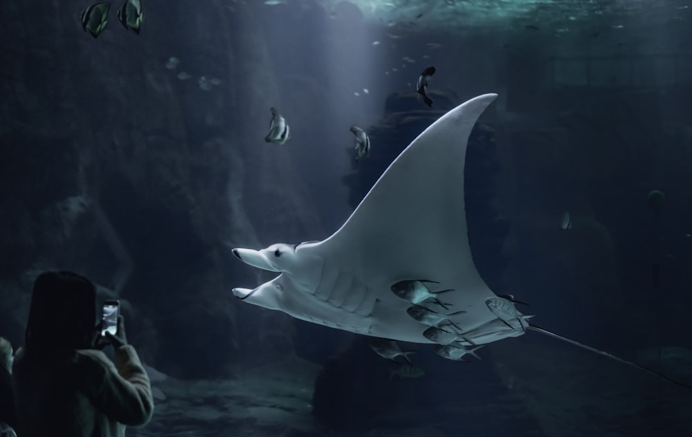 Photo sous-marine de manta blanche