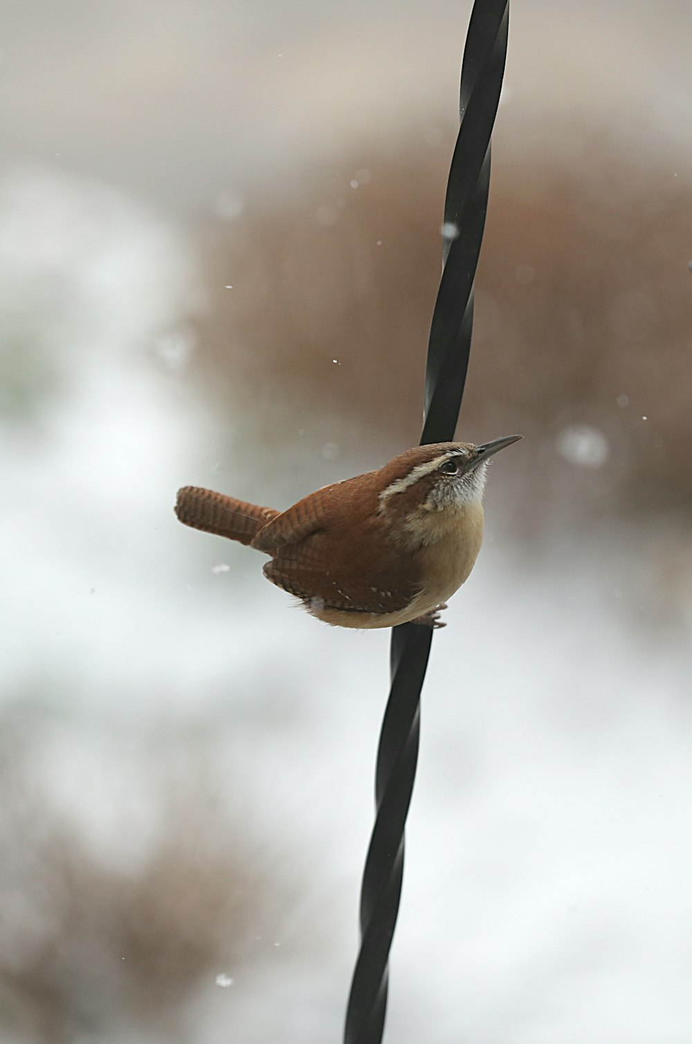 bird perching on wire