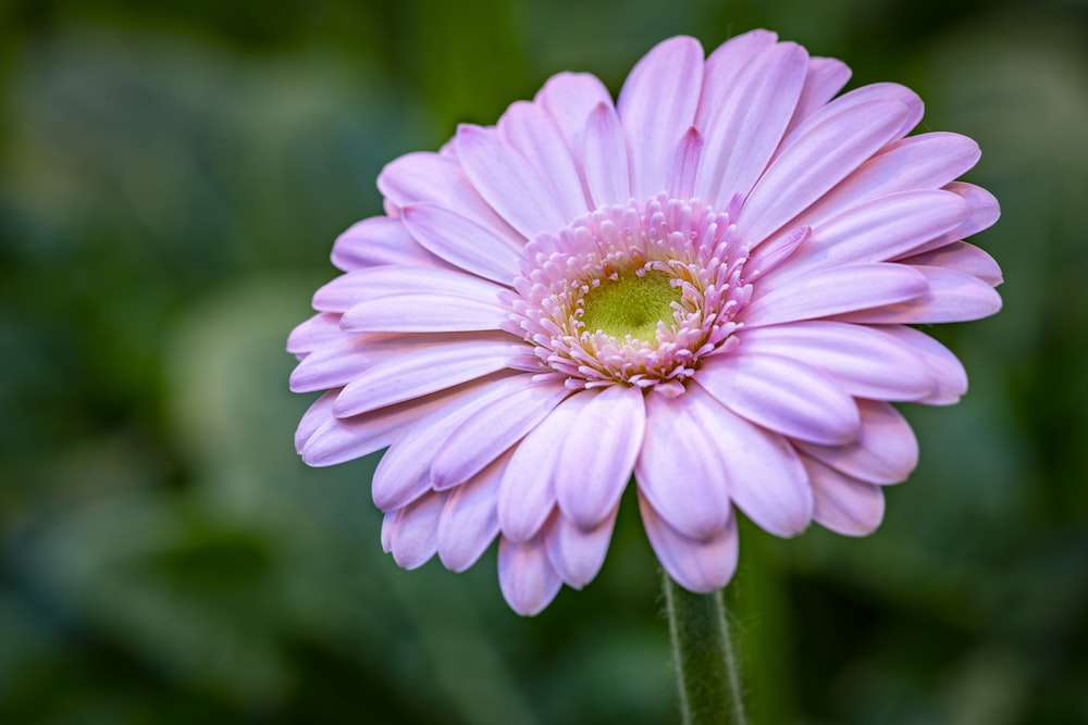 close-up photography of pink barberton daisy flower