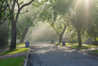 Sunlight filtering through tall trees lining the wide, clean roads of the residential project.
