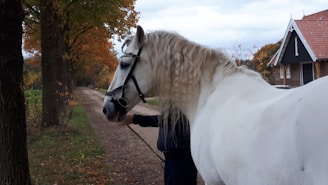 Close-up of a child’s hands softly holding a horse’s reins, surrounded by autumn leaves.