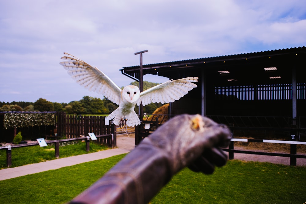 selective focus photography of barn owl