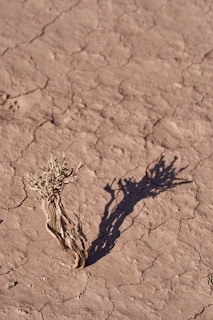 The loom standing firm beneath a pale harmattan sky, cracked earth around its base.