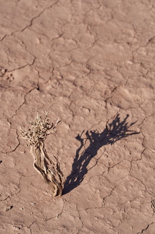 The loom standing firm beneath a pale harmattan sky, cracked earth around its base.