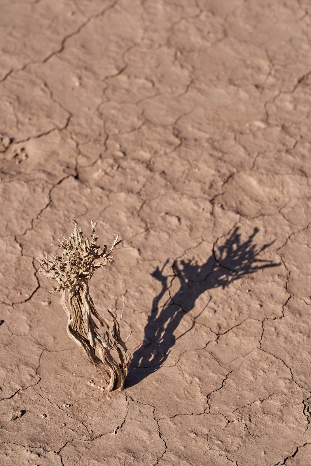 brown withered plant