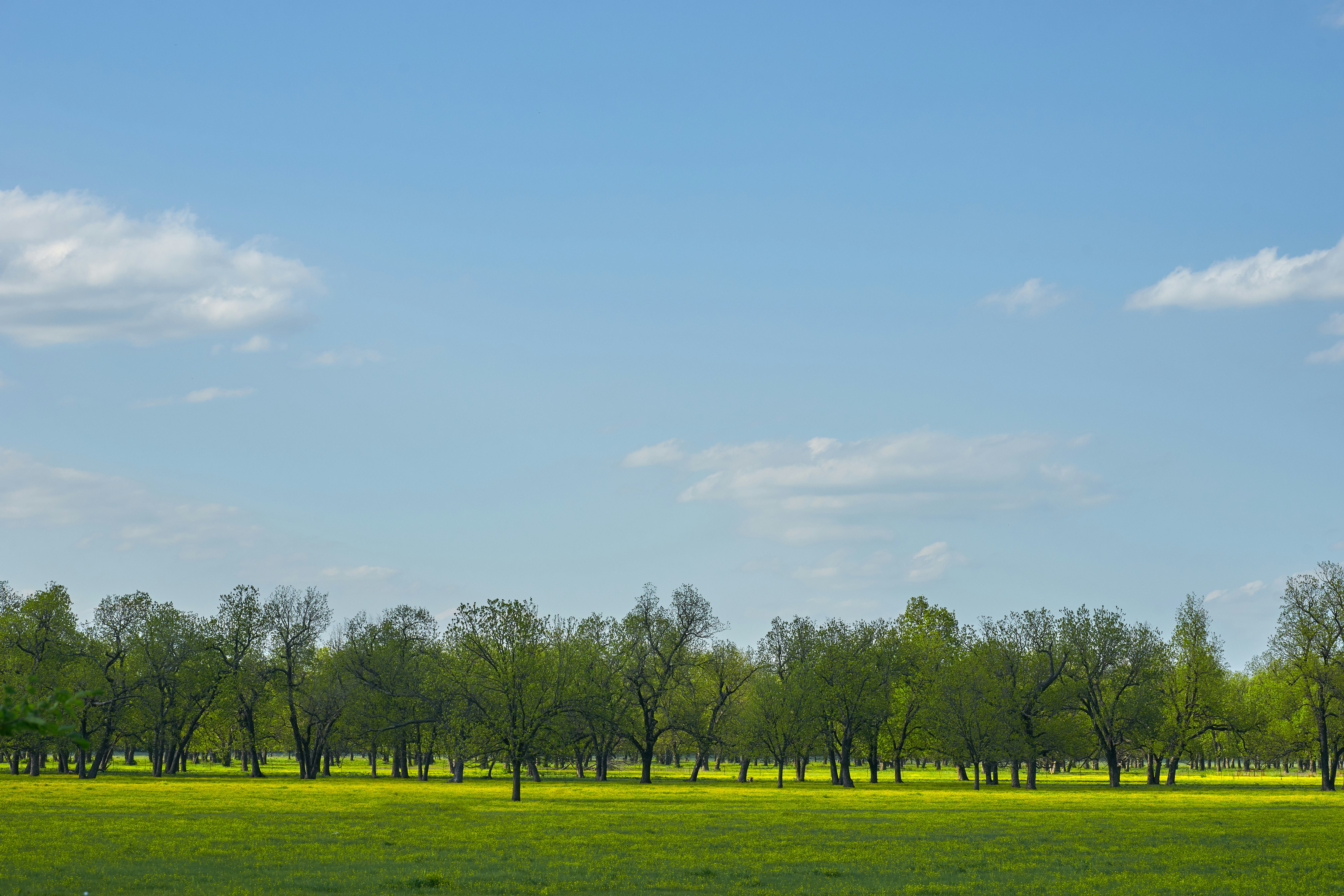 green grass field near trees