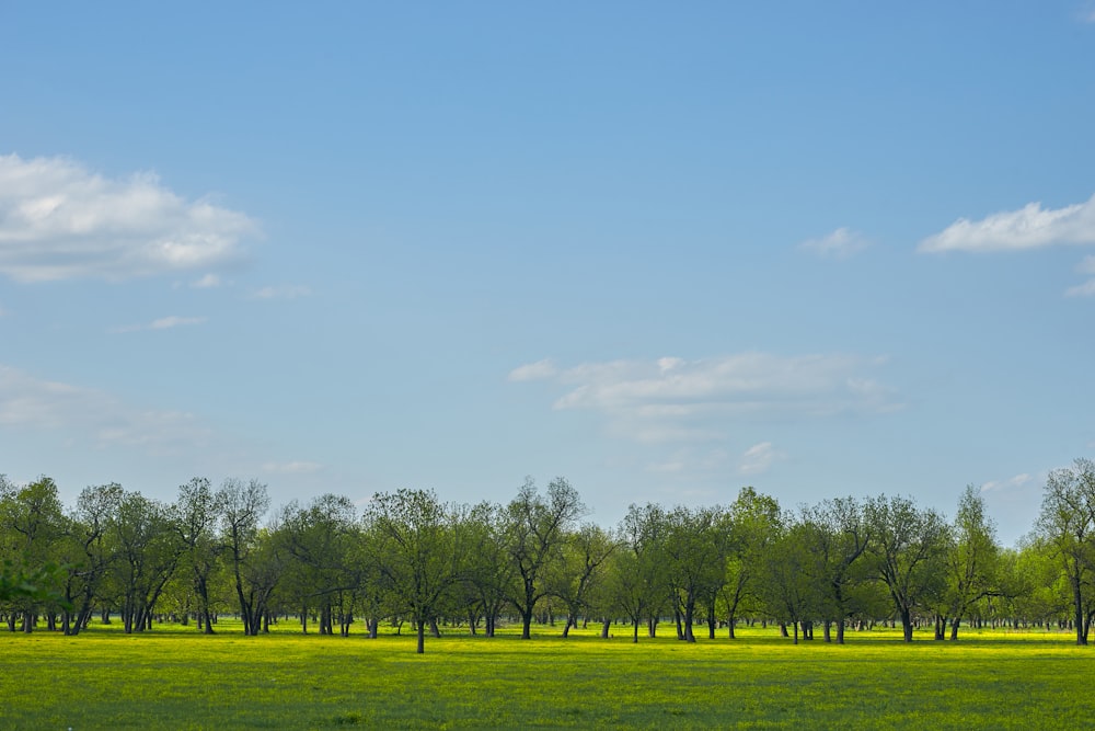 green grass field near trees