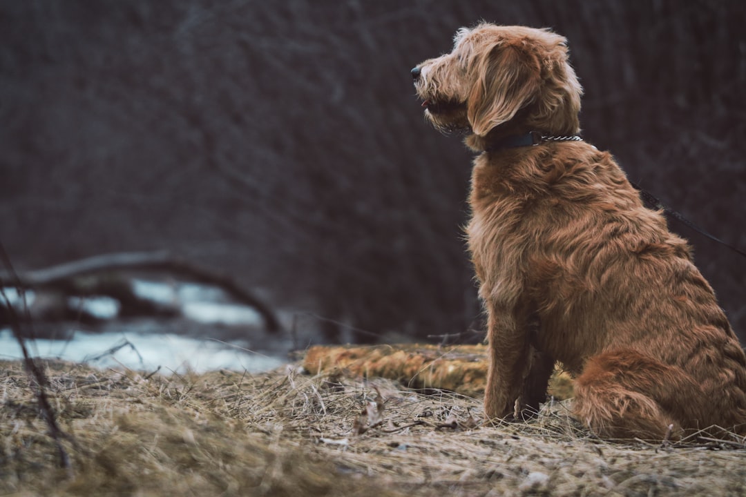 short-coated tan dog