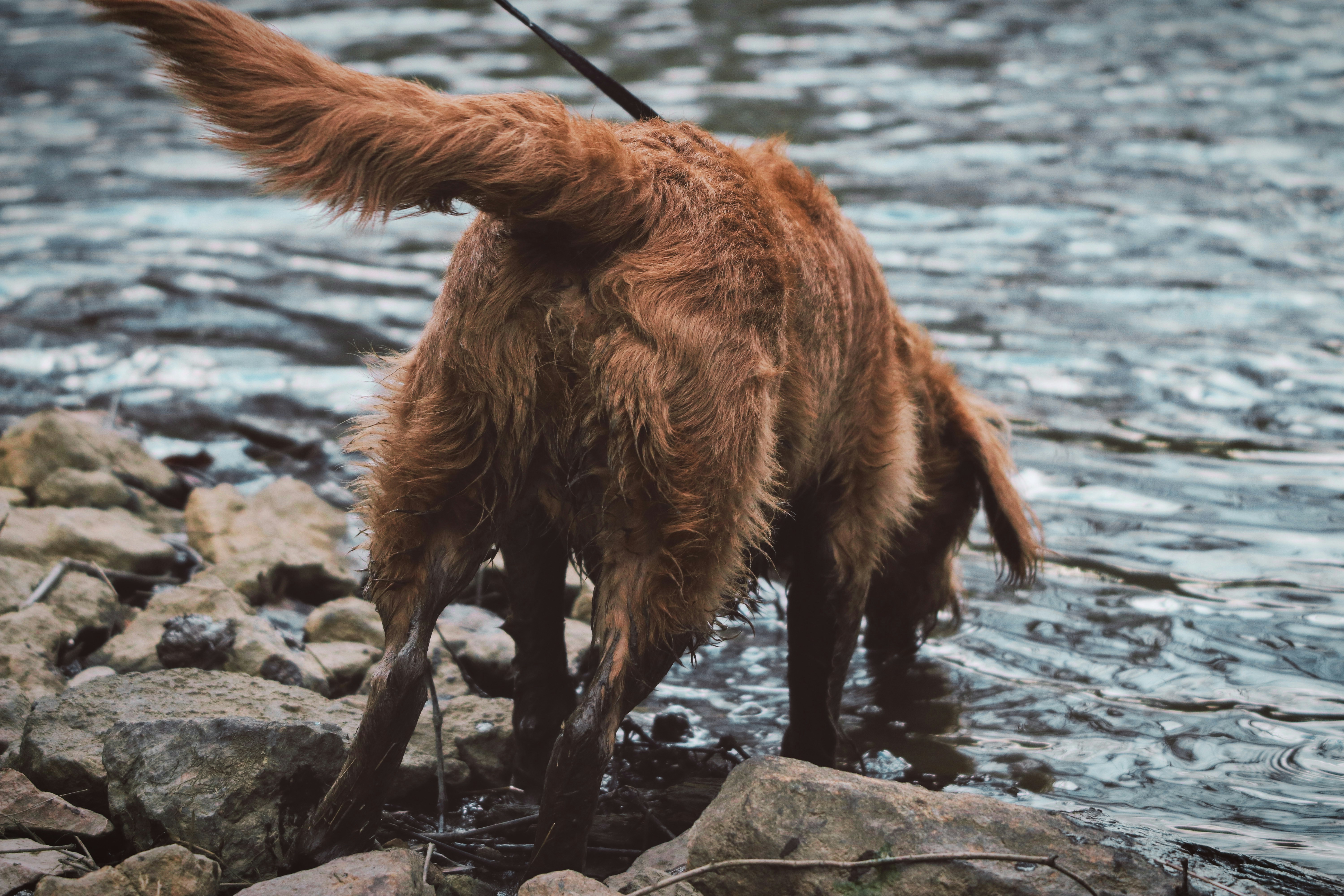 Understanding Itching in Dogs