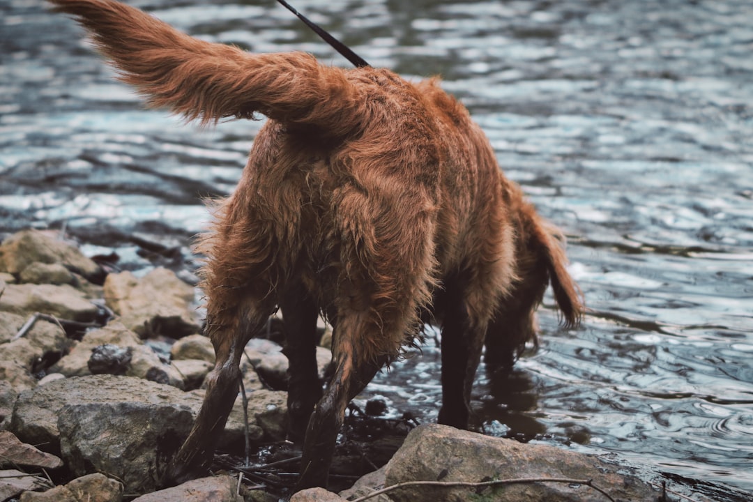 gold Labrador drinking water on river