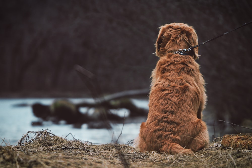 brown dog sitting on ground