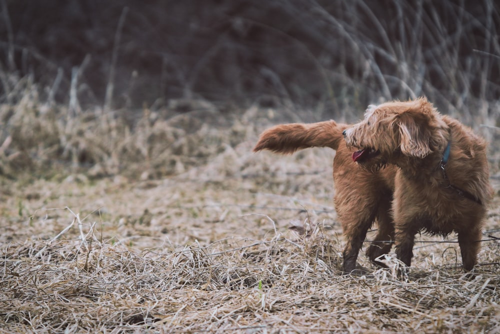 brown coated dog