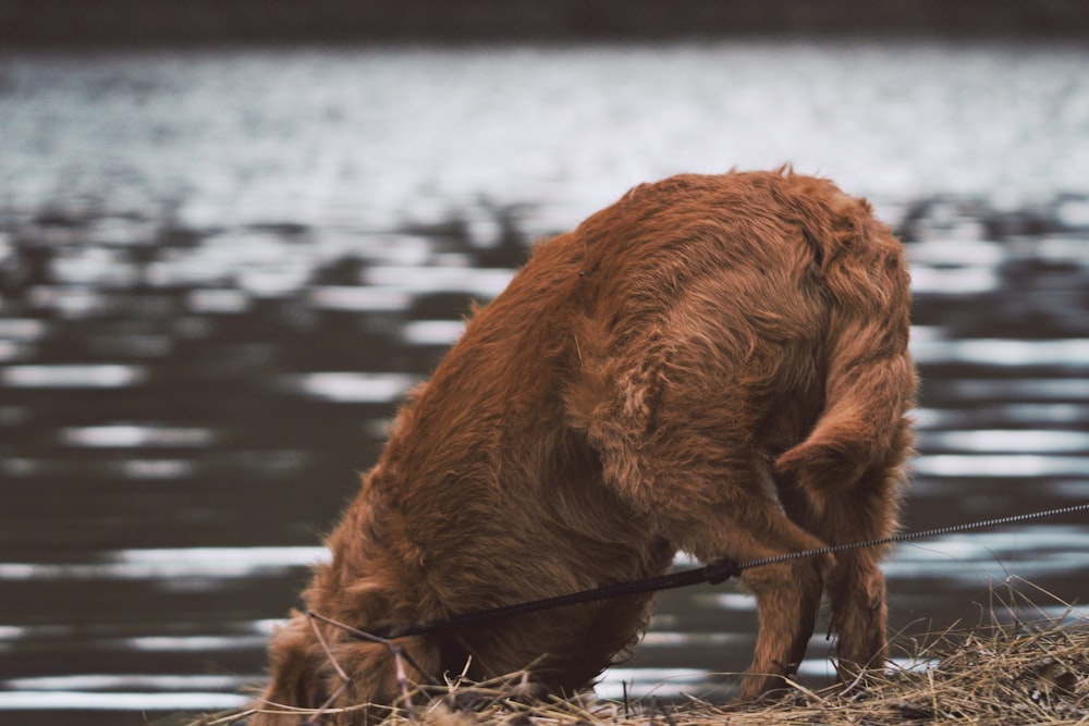 dog leaning down on body of water