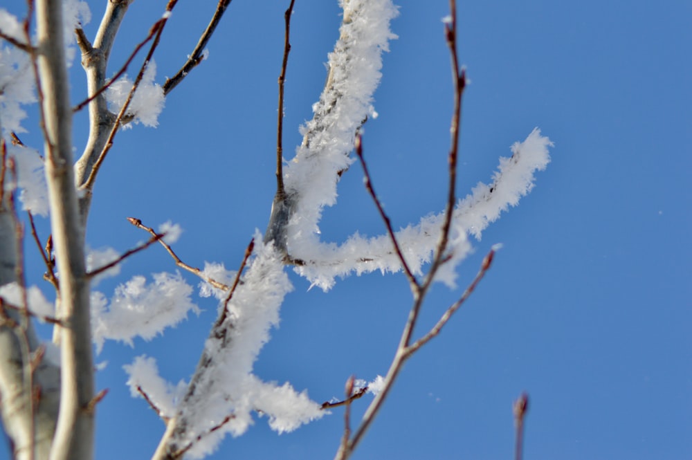 close-up of white tree