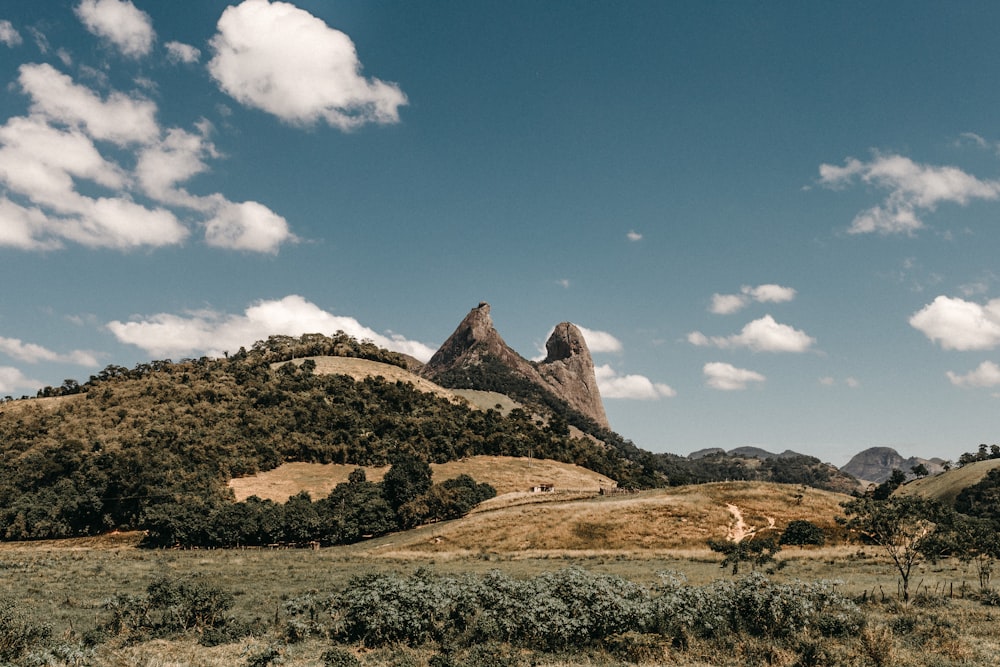 green trees on mountain