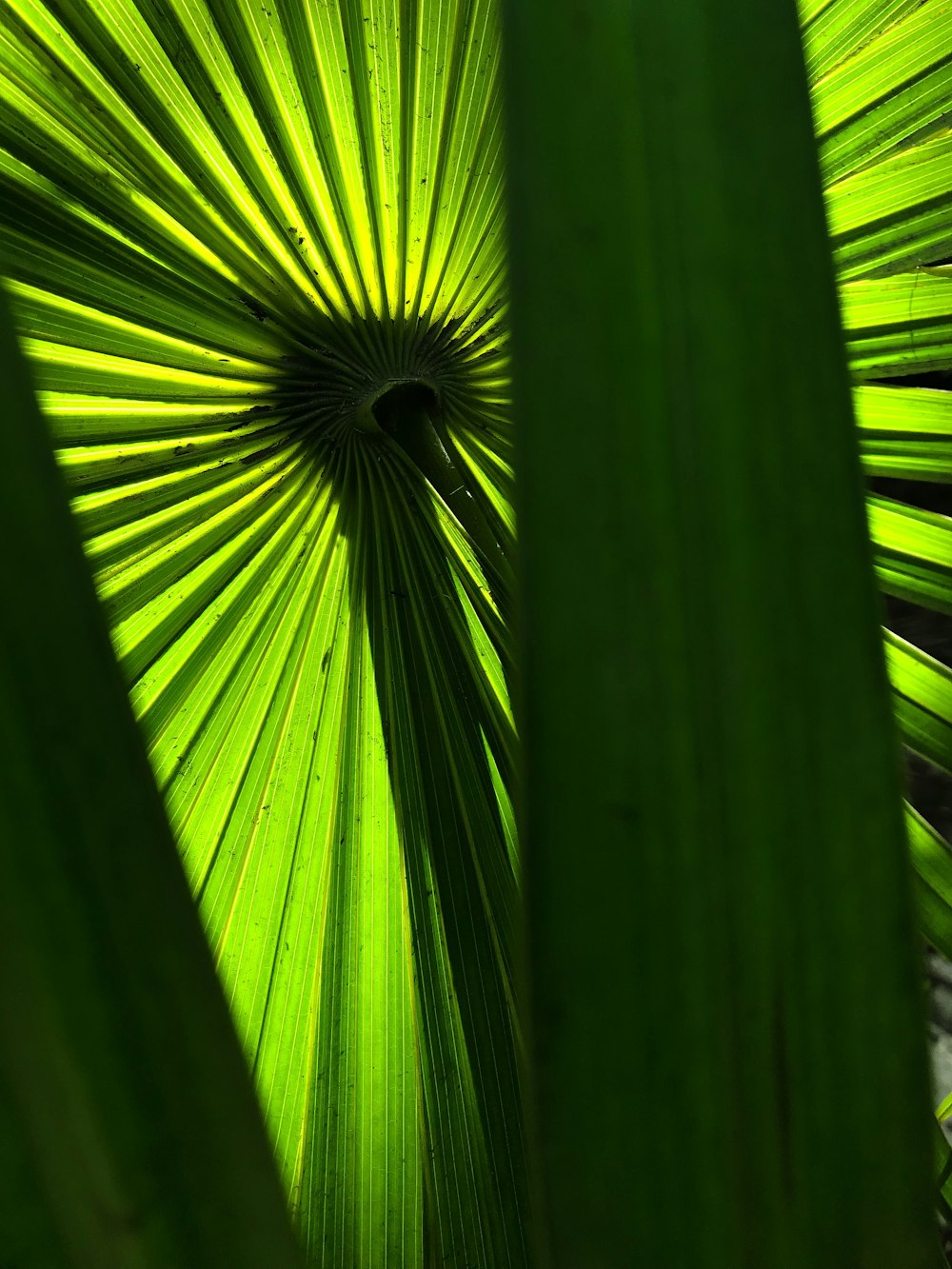 close-up of long-leafed plant