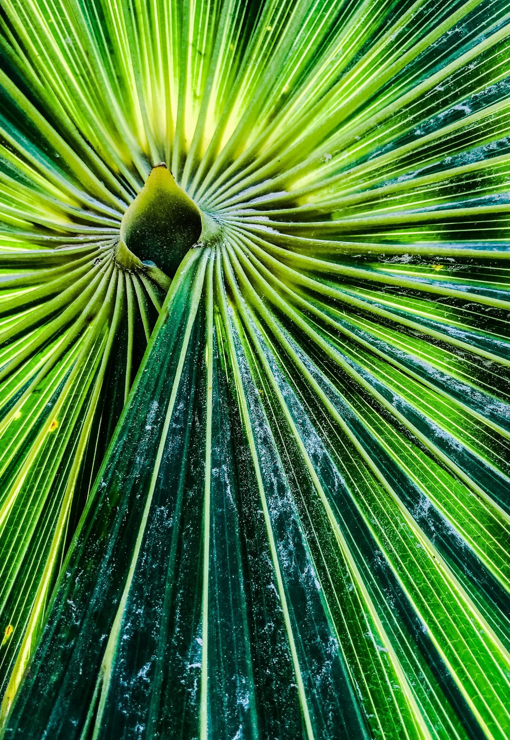 selective focus photo of fan palm