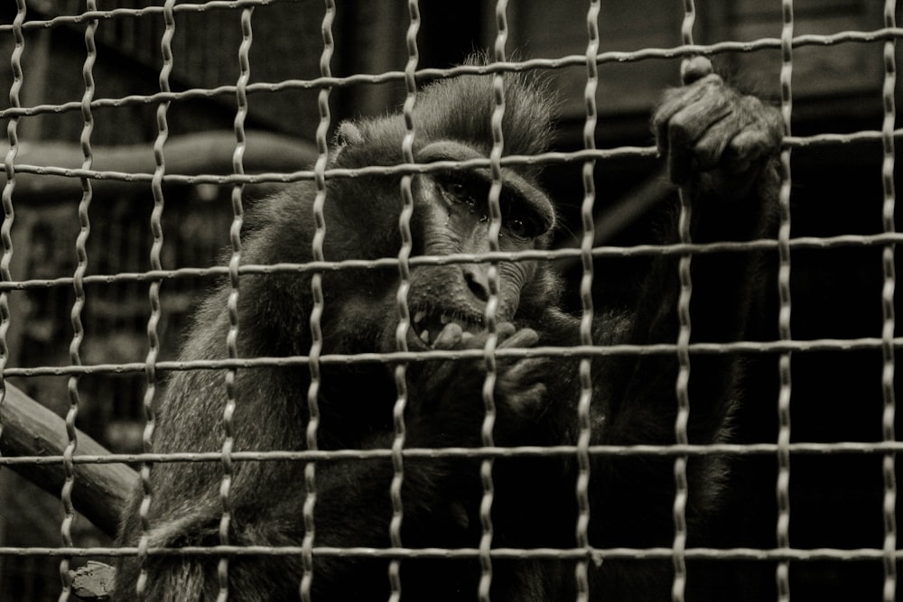 primate holding on cage