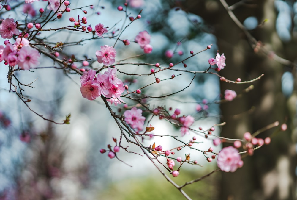 selective focus photography of cherry blossoms