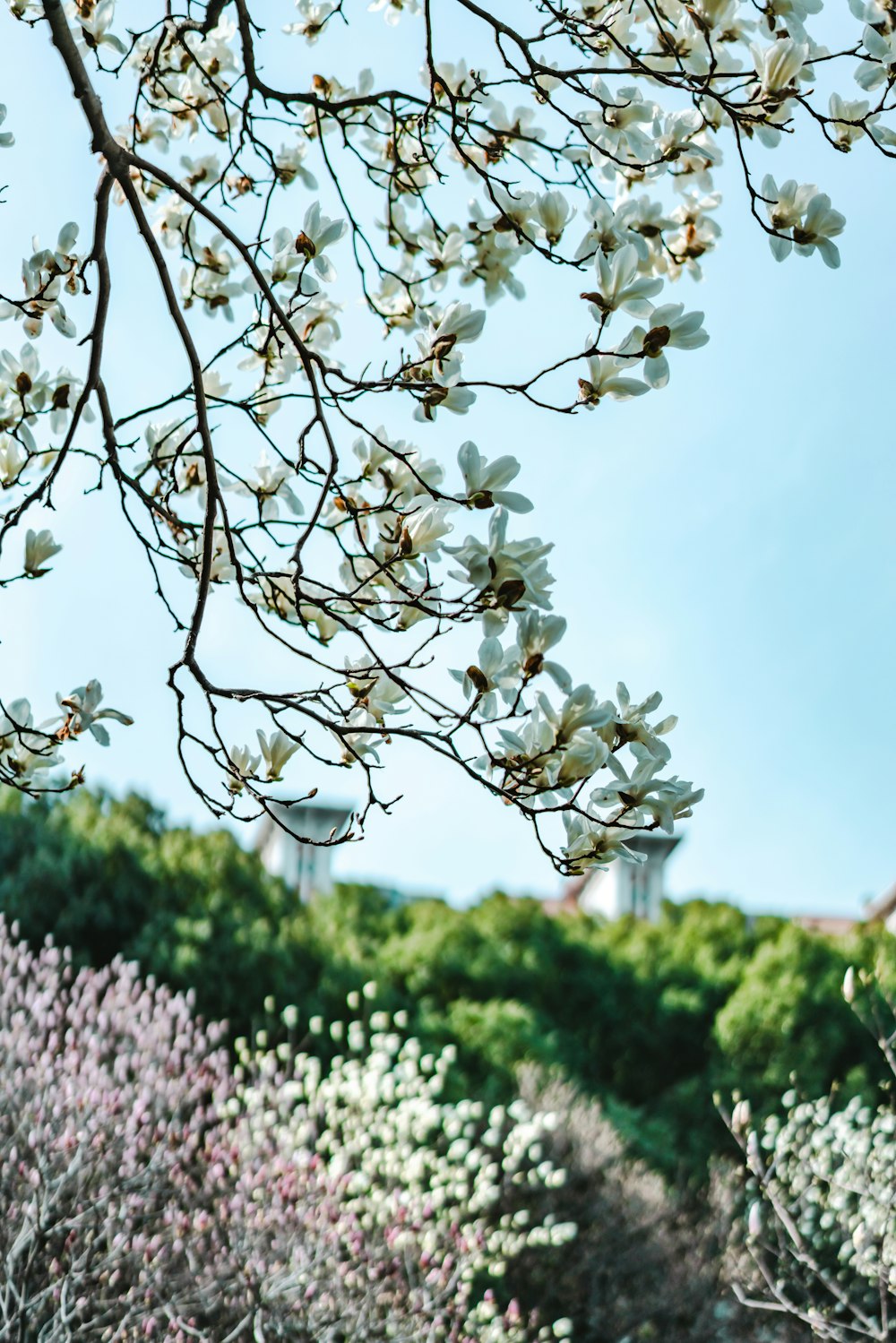 close-up of white tree