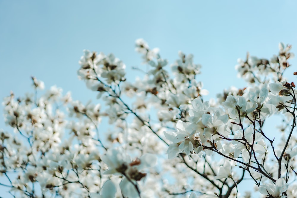 selective focus photography of white-petaled flowers