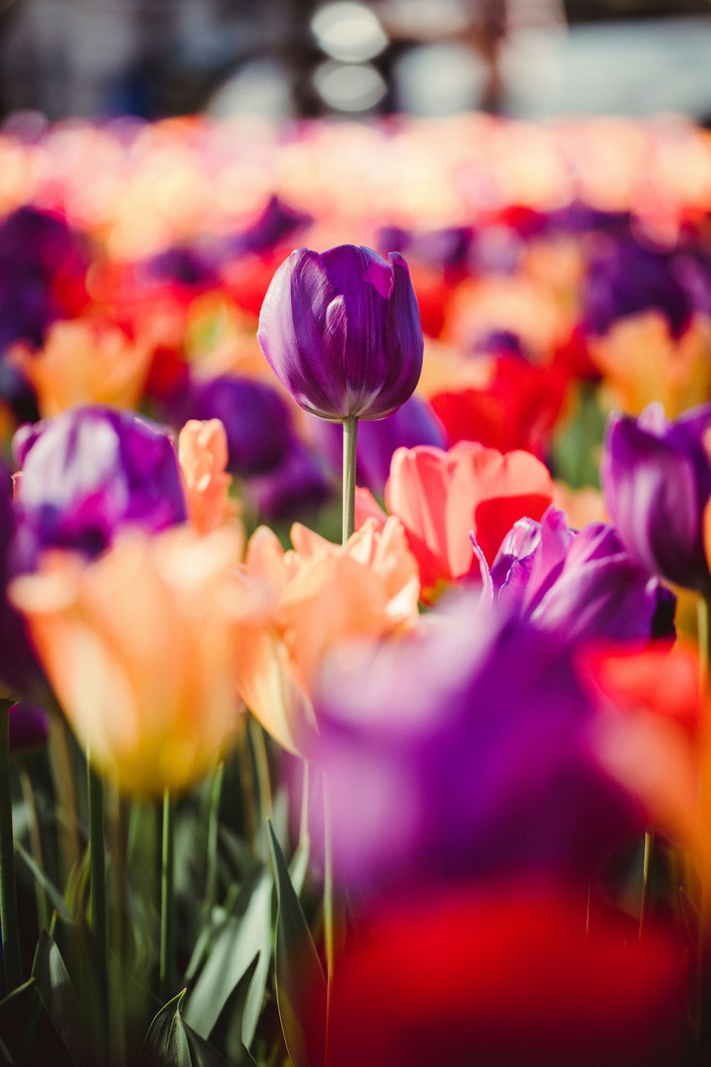 lit de tulipes violettes et roses