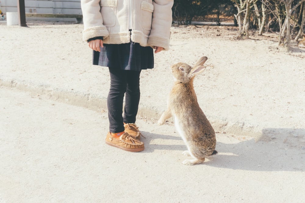 rabbit about to stand in front of toddler