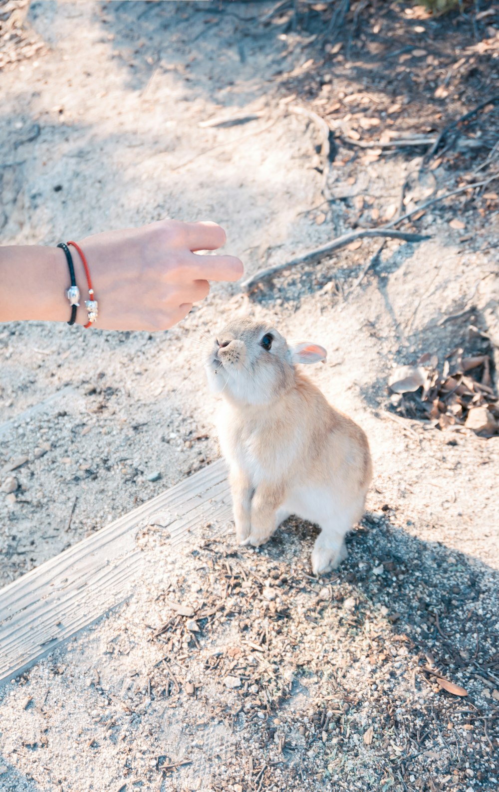 beige bunny near person righ hand
