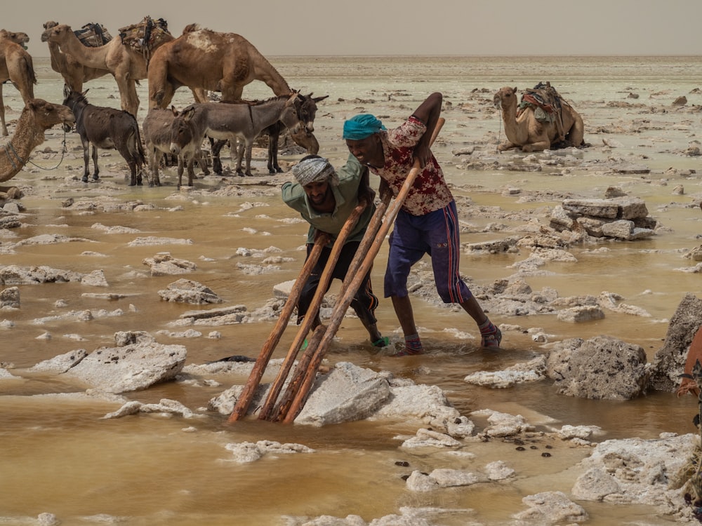 two men working near camels and donkeys