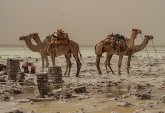 four brown camels standing