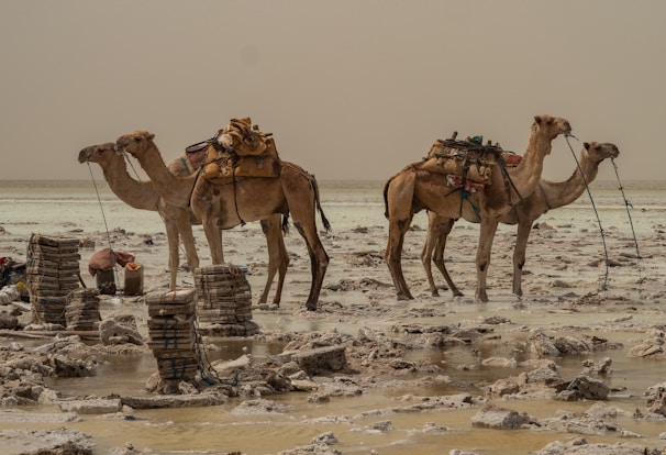 Camels laden with goods stand amidst a barren, rocky landscape. The ground appears uneven, covered in what seems to be mineral deposits. Stacks of salt blocks are gathered nearby, and the atmosphere is arid and dusty, suggesting a desert environment.