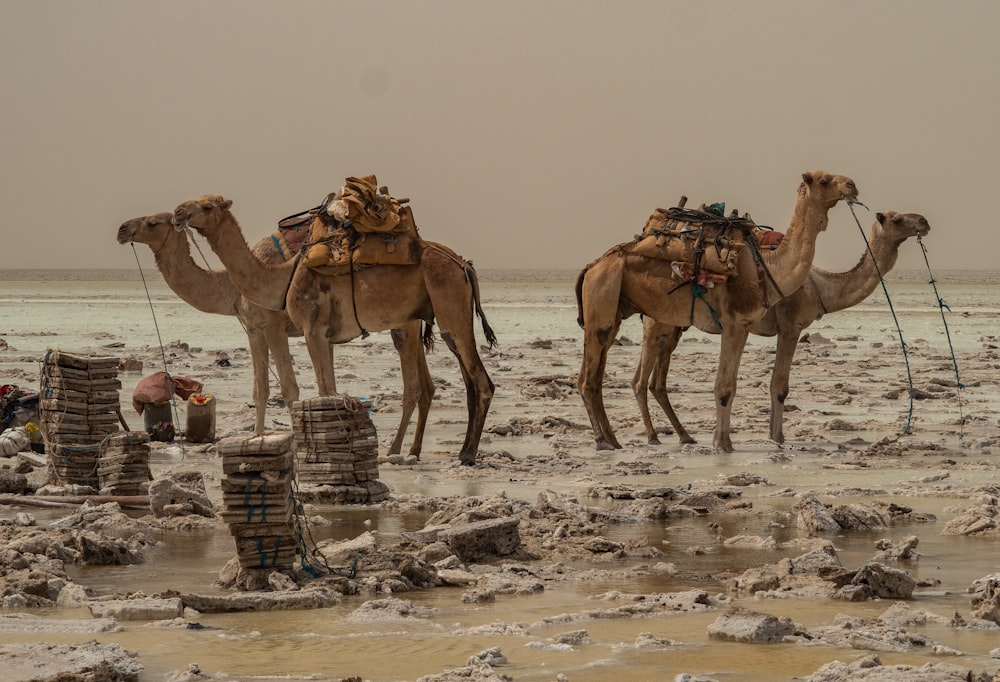 four brown camels standing