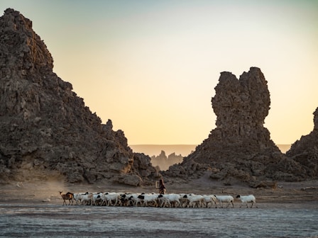 herd of goat near mountains during day