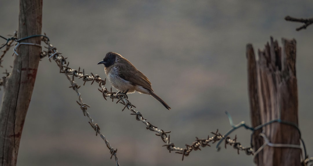 brown bird standing on barbwire