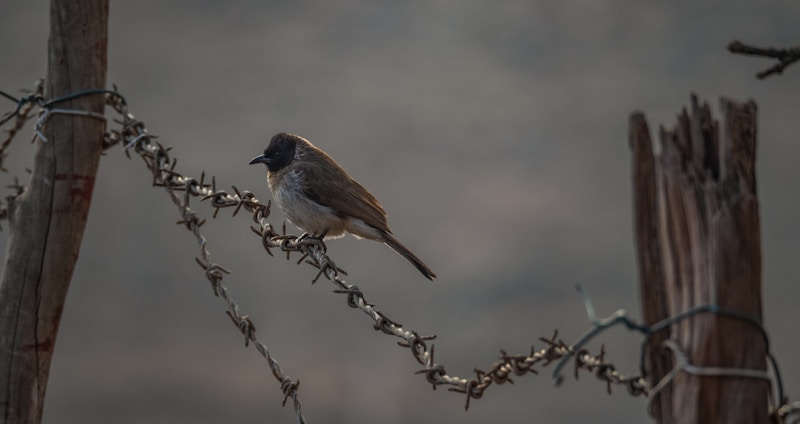 Dikhil