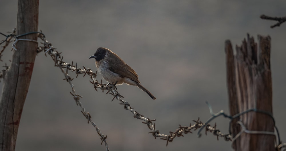 Uccello marrone in piedi sul filo spinato